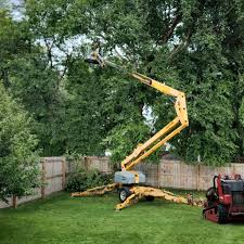 Trusted Belle Chasse, LA Tree Removal Experts